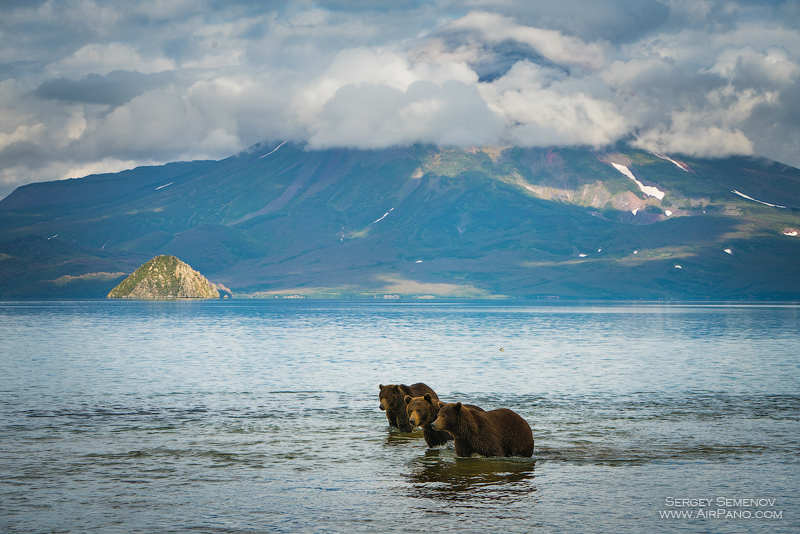 Bears in the Kronotsky Reserve, Kamchatka