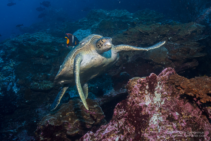 Diving with turtle