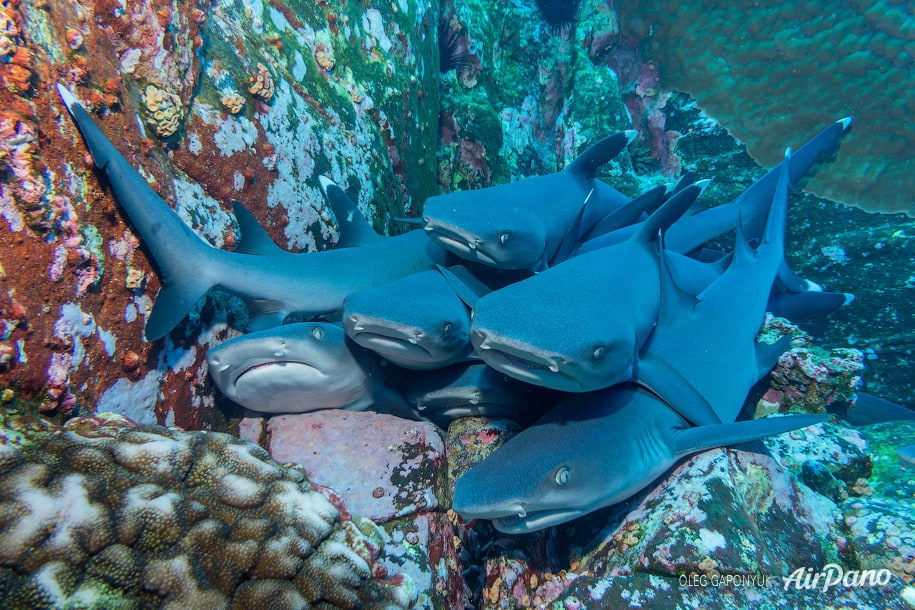 Alimatha, Maldives