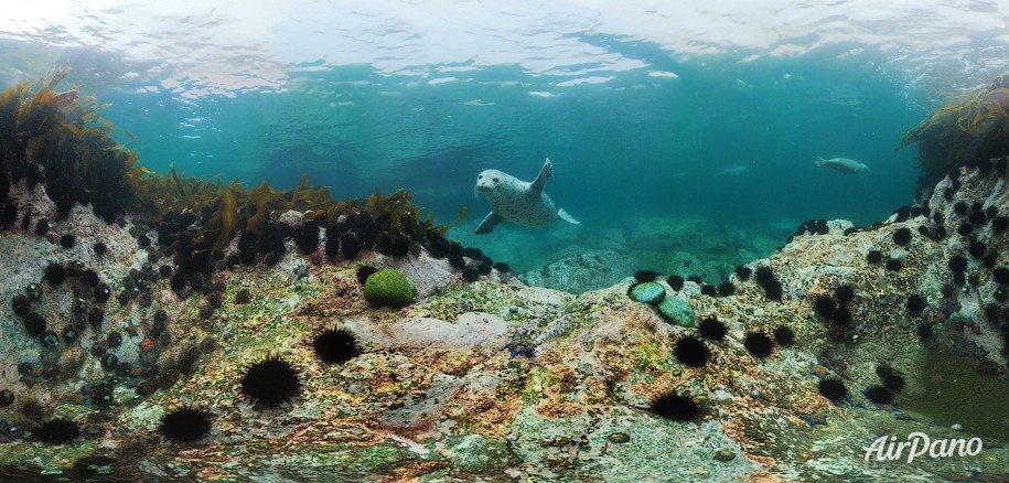 Diving with spotted seals. Sea of Japan, Russia