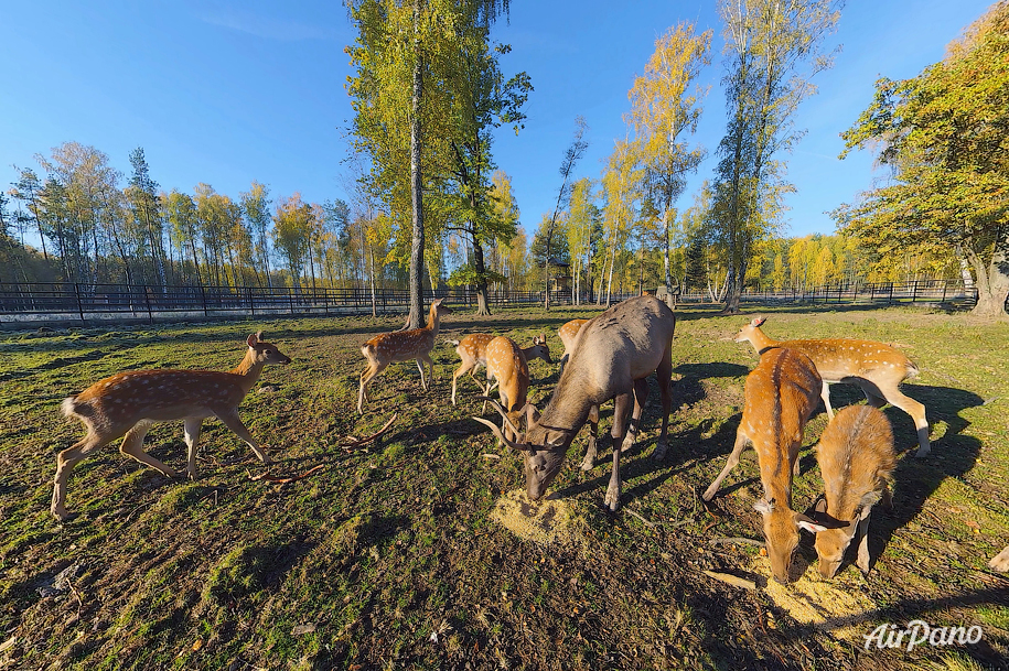 Spotted deers and red deer