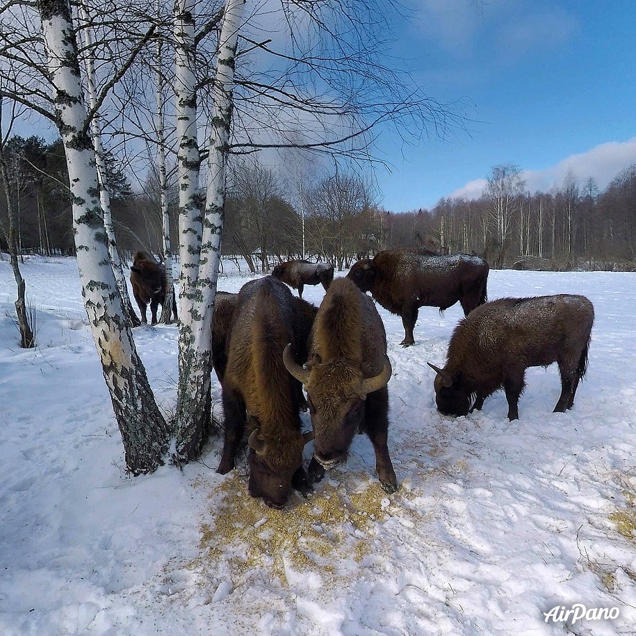 European Bisons Grazing