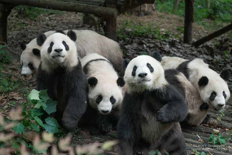 Chengdu Research Base of Giant Panda Breeding, China