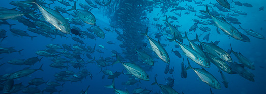 Among thousand fishes. Diving with Caranx