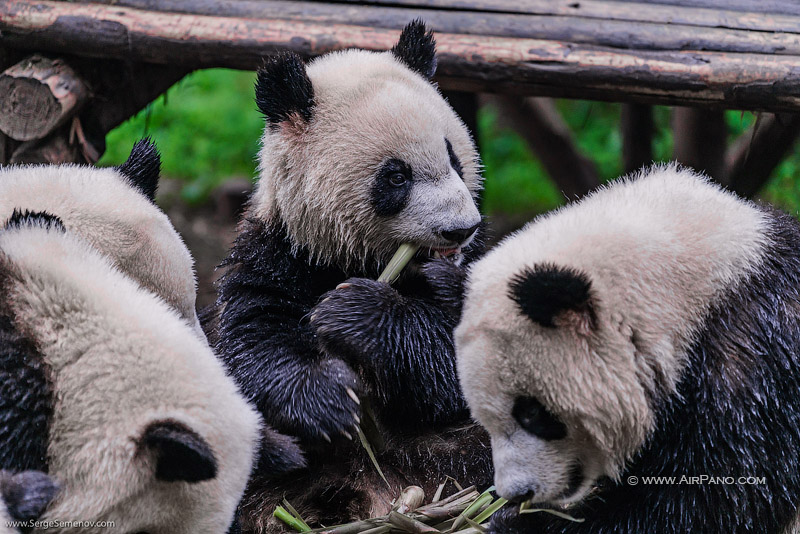 Chengdu Research Base of Giant Panda Breeding, China