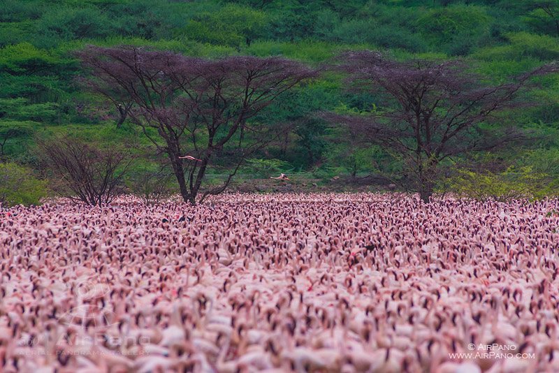 Flamingo, Kenia, Lake Bogoria