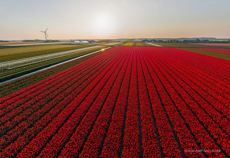 Tulip fields