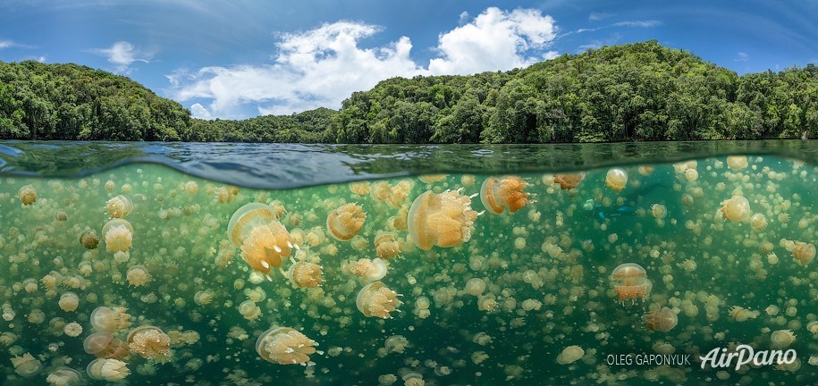 Jellyfish Lake, Palau