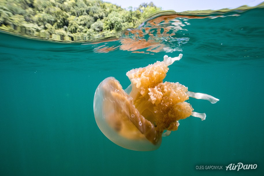 Jellyfish Lake, Palau