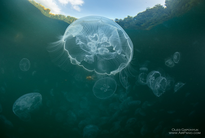 Jellyfish Bay, Raja Ampat, Indonesia