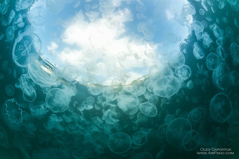 Jellyfish Bay, Raja Ampat, Indonesia