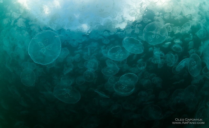 Jellyfish Bay, Raja Ampat, Indonesia