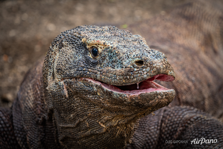 Komodo dragon