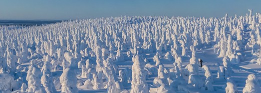 Four Seasons. Winter Forest. Relax Flight