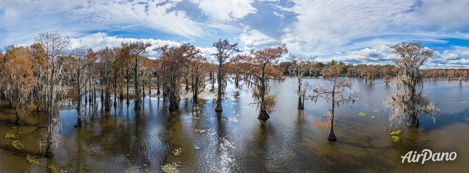 Bald cypress swamps, Louisiana-Texas, USA