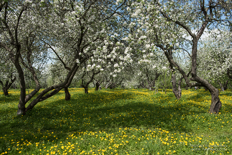 Blooming apple orchards. Moscow, Kolomenskoye