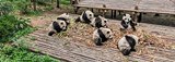 Chengdu Research Base of Giant Panda Breeding, China