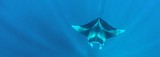 Manta Rays, Maldives