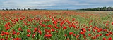 Over the poppy field