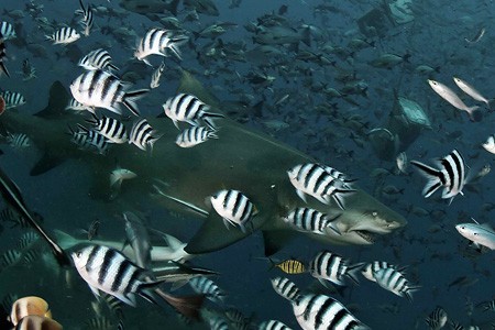 Feeding Sharks. Beqa Lagoon, Fiji