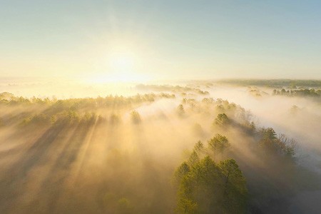 Bryansk forest on a foggy morning. Russia