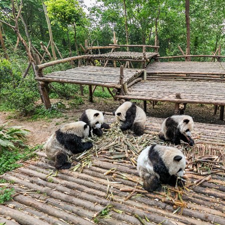 Chengdu Research Base of Giant Panda Breeding, China