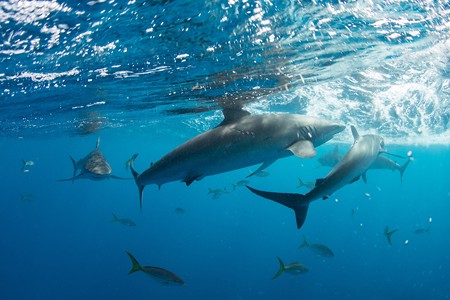 Diving in the Gardens of the Queen, Cuba