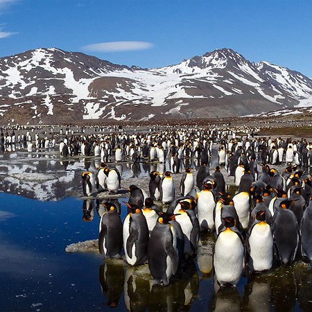 Antarctica, South Georgia Island