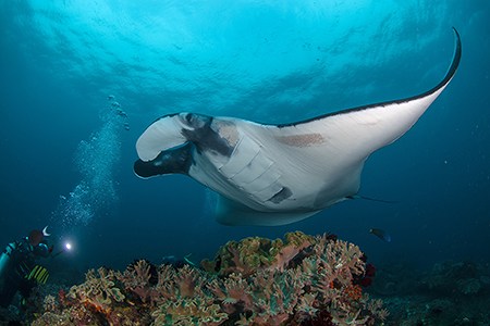 Diving with Manta Rays, Raja Ampat, Indonesia