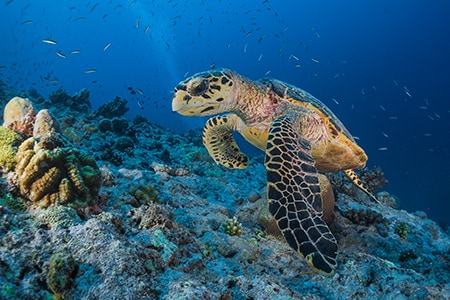 Underwater Life, Marsa Alam, Egypt