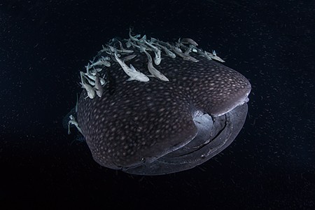 Diving with Whale Shark