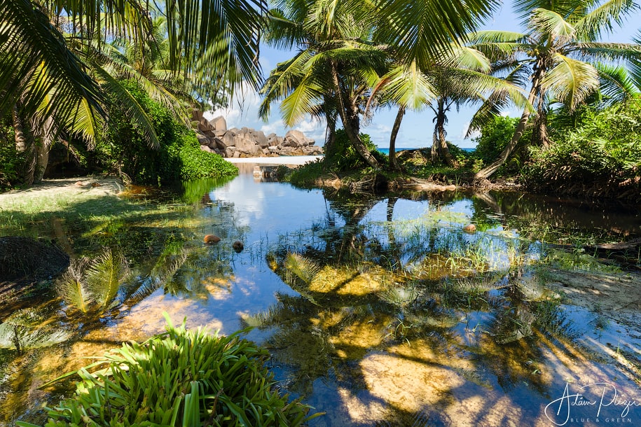 Forest pond