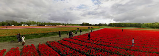 Holland. The country of tulips