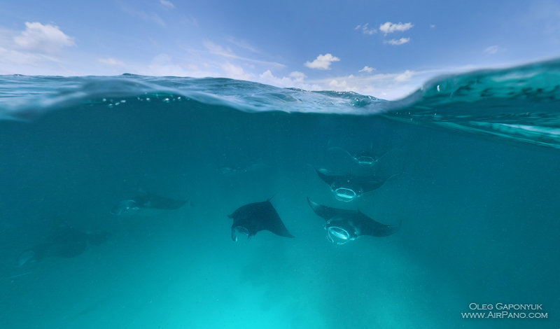 Manta rays. Maldives