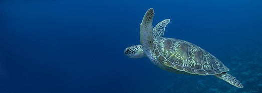 Diving with turtle