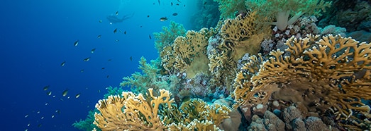 Underwater Life, Marsa Alam, Egypt