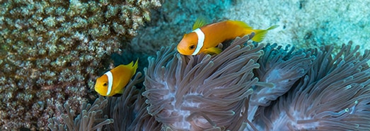 Maldives. Underwater Paradise