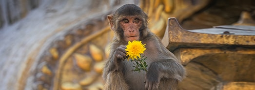 Swayambhunath, the Monkey Temple, Kathmandu, Nepal.