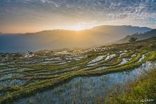 Rice Terraces