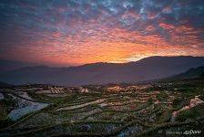 Rice Terraces