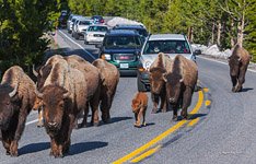 Yellowstone National Park #13