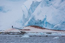 Penguins in Antarctica #23 Penguins in Antarctica #23
