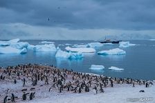 Penguins in Antarctica