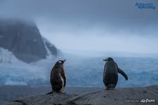 Penguins in Antarctica