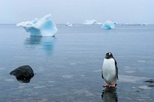 Penguins in Antarctica #47 Penguins in Antarctica #47