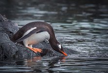 Penguins in Antarctica #13