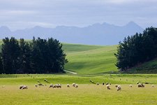 New Zealand pasture