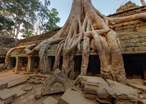 Ta Prohm temple, Angkor, Cambodia #5