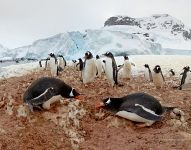 Fight of penguins in Antarctica