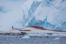 Penguins in Antarctica